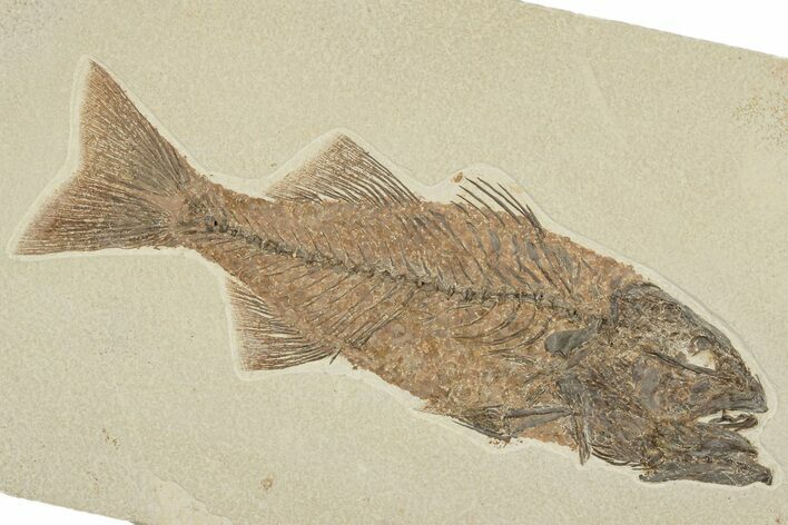 Excellent Fish Fossil (Mioplosus) - Wyoming #198769